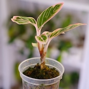 アグラオネマ ロータス ディライト / Aglaonema Lotus Delight⑤ / 観葉植物<育て方・花言葉>