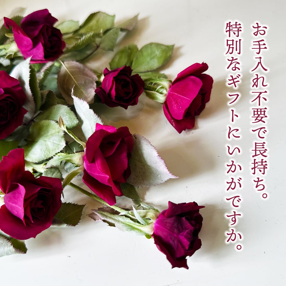 水のいらない花 ゼロフラワー アレンジ 12本の赤バラ「ラヴィアン