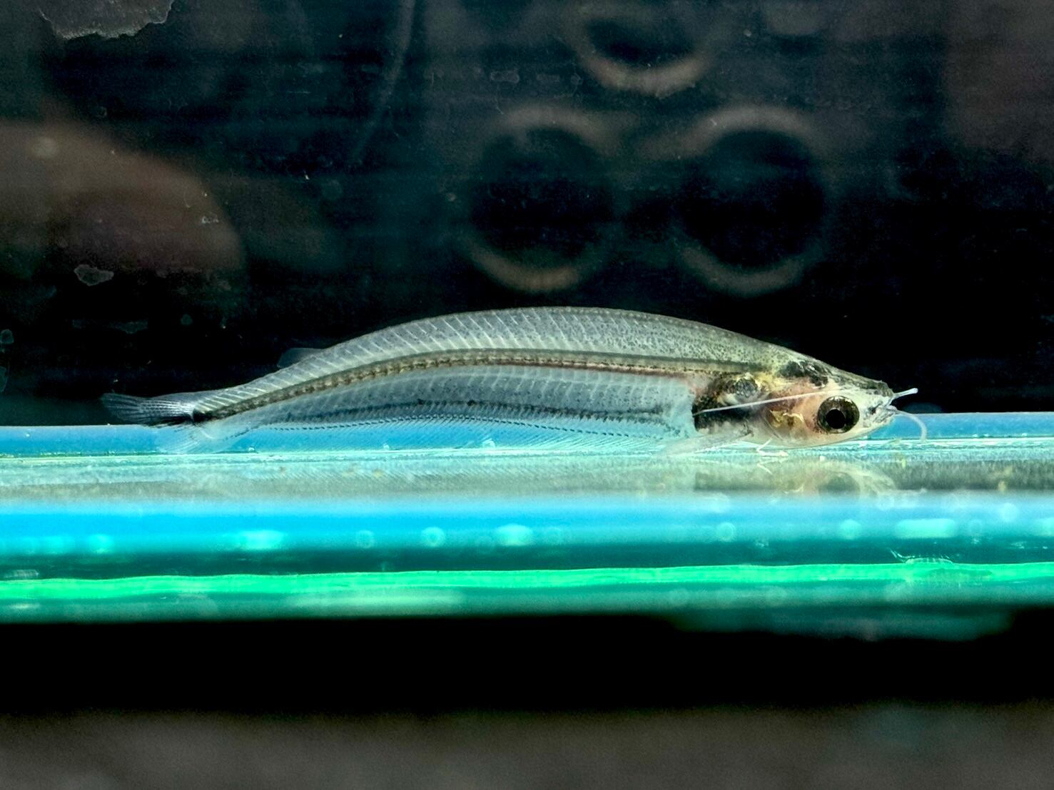 その他大型/中型/小型魚 | AQUASTYLEG