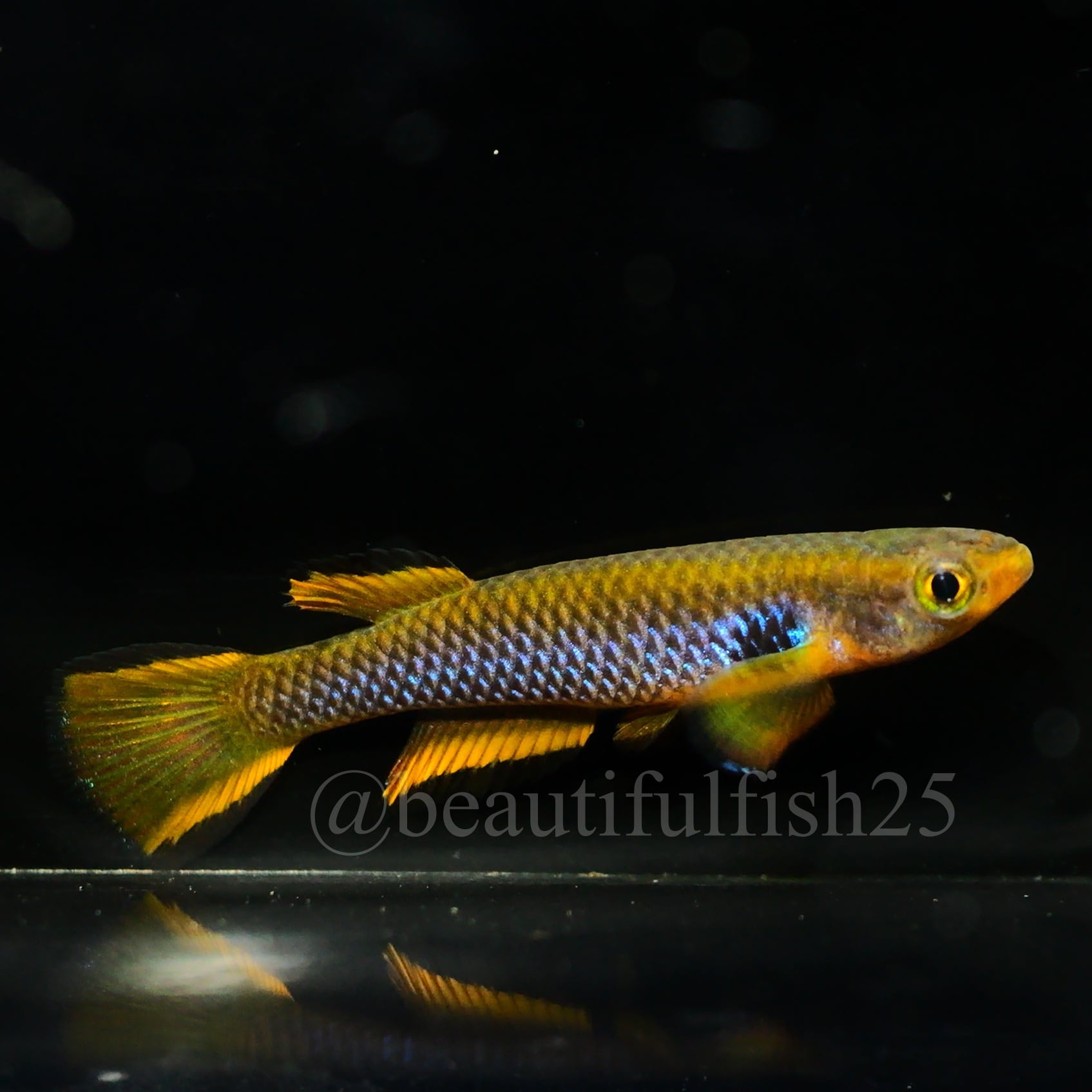 卵生メダカ Aphyosemion(Episemion)krystallinoron Aconibe-Oveng