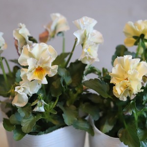 パンジー・ぺルクレア（クリーム～ホワイト系）冬から春にオススメのお花　よく咲く　シャビーシックにおすすめ