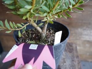 【現物】リューカデンドロン　”Strawberry Fair”　B