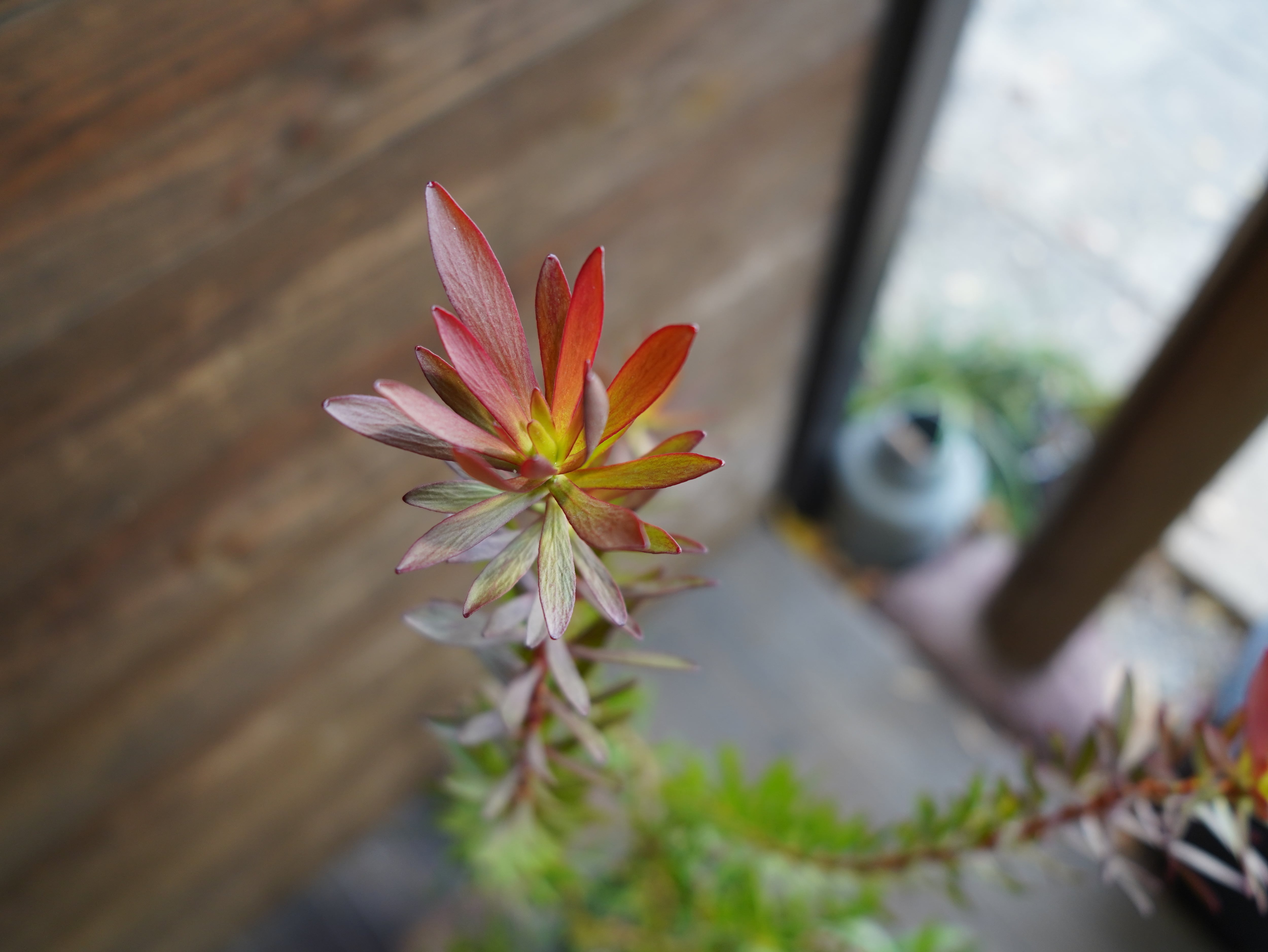 【現物】リューカデンドロン　”Safari Sunset”　６号