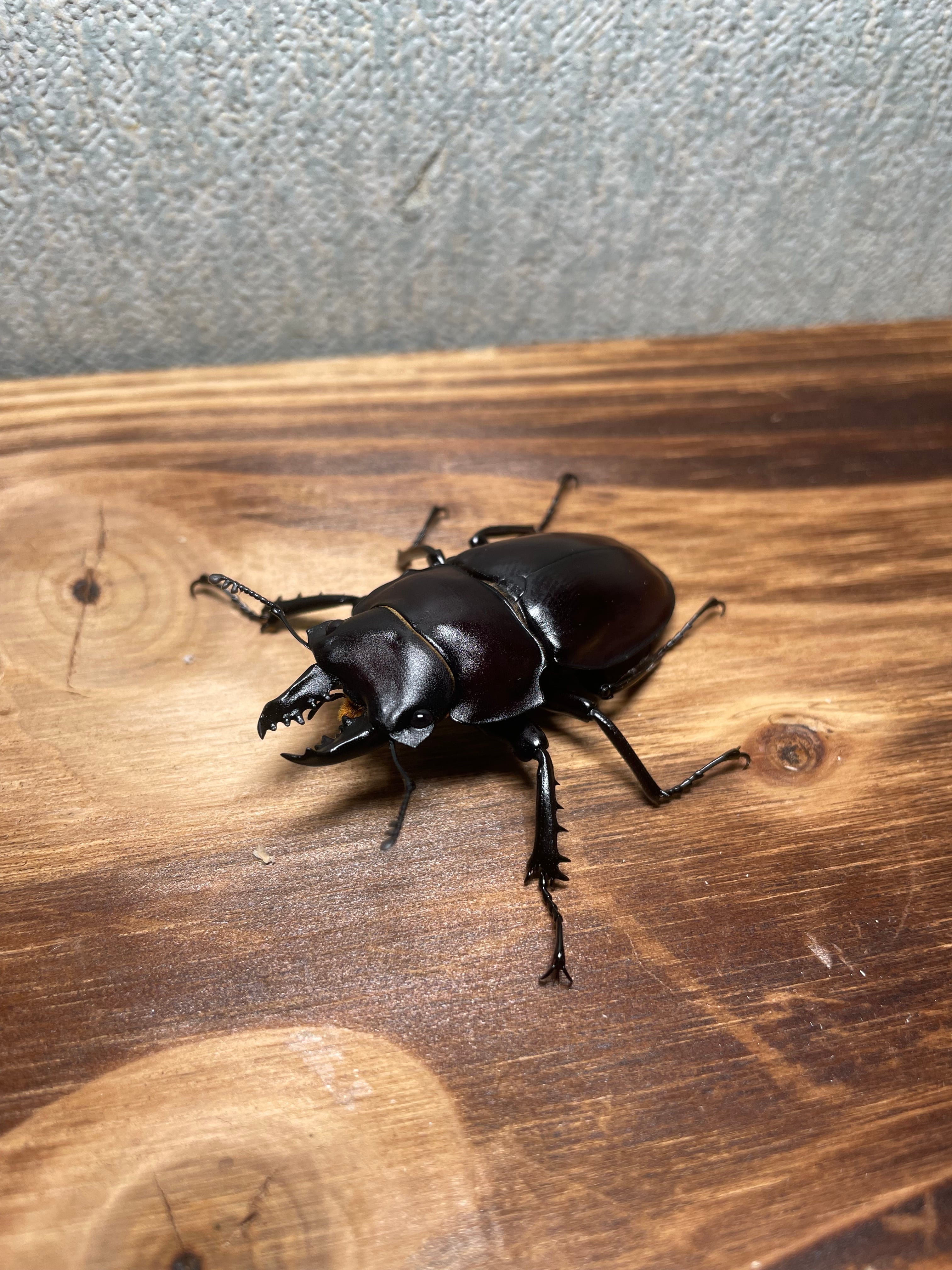 A.今期ラスト ヤエヤママルバネクワガタ 2ペア＋♂