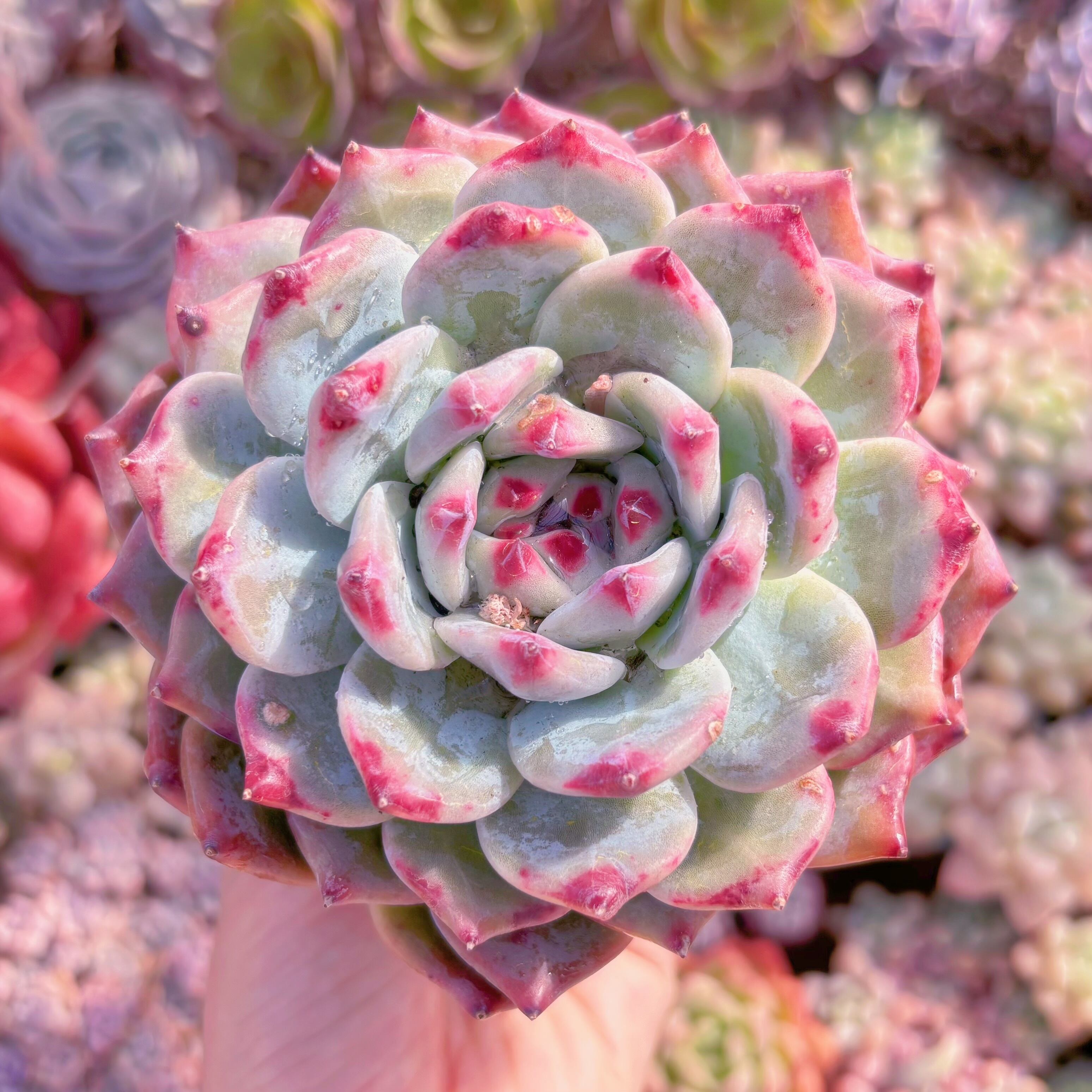 現品　ダイヤモンドコロラータ#597　大苗　るる農園