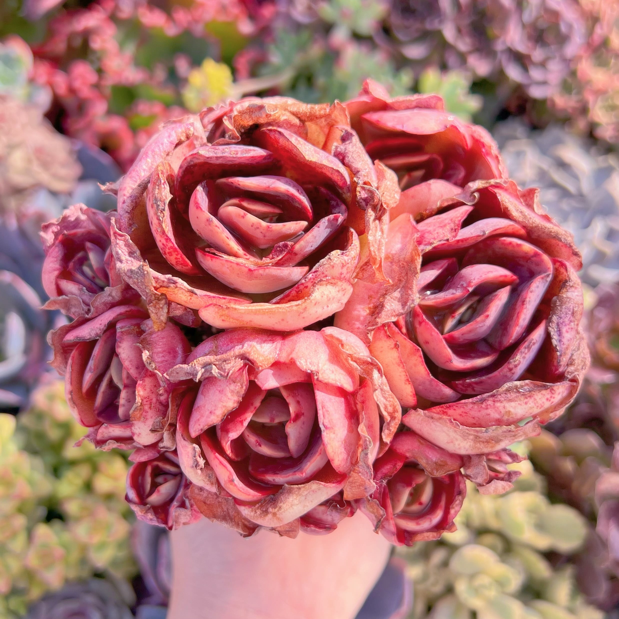 現品　大葉スヨン#780　大群生　るる農園