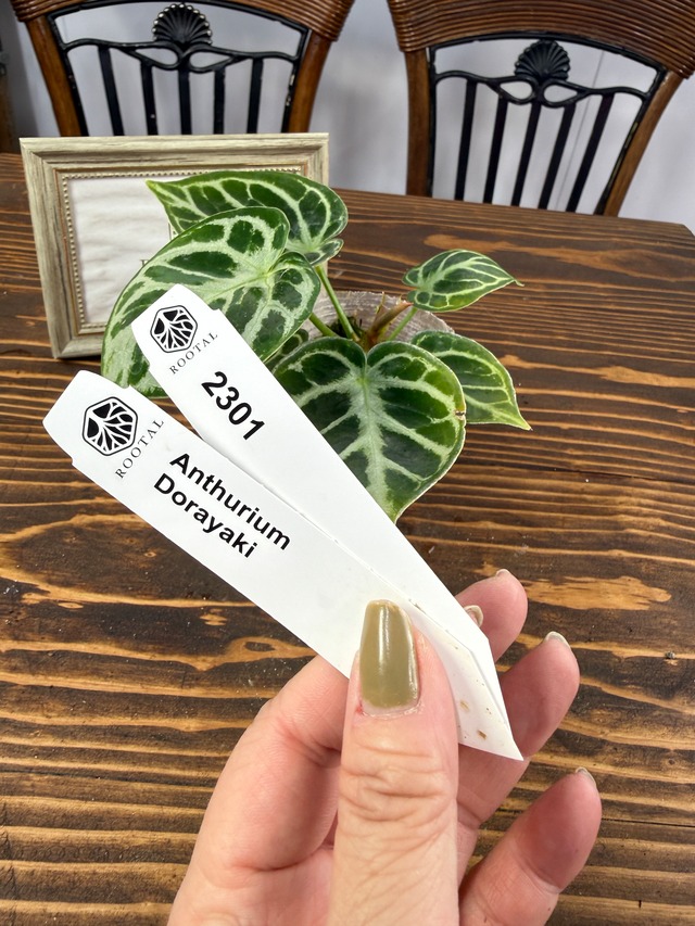 ★2301【みんな大好き】アンスリウム　ドラヤキ（75㎜ポット）