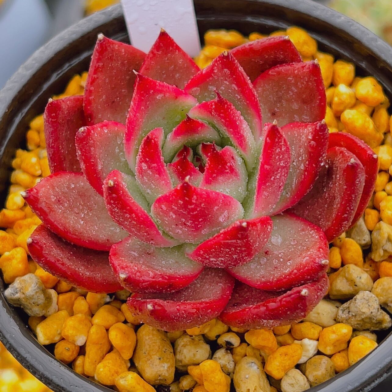 多肉植物アメストロ錦抜き苗 多肉植物アメストロ錦抜き苗