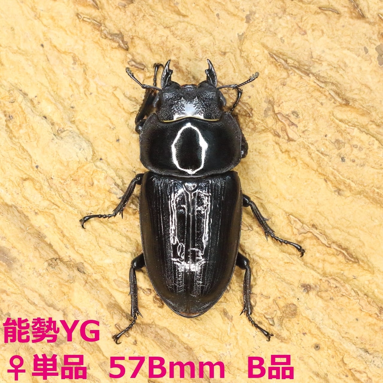 ROCKET SHOP【オオクワガタ販売】