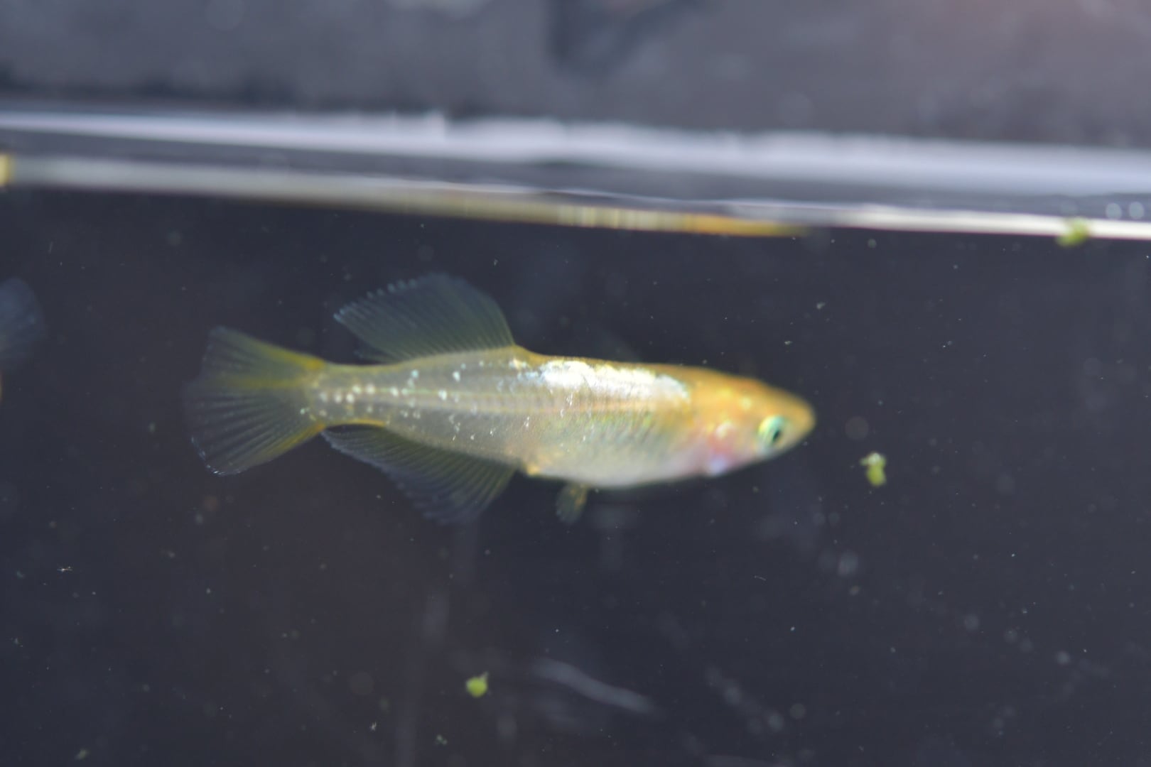 レモンスカッシュの稚魚 メダカ レモンスカッシュの秘密 | 風に吹かれて・・・