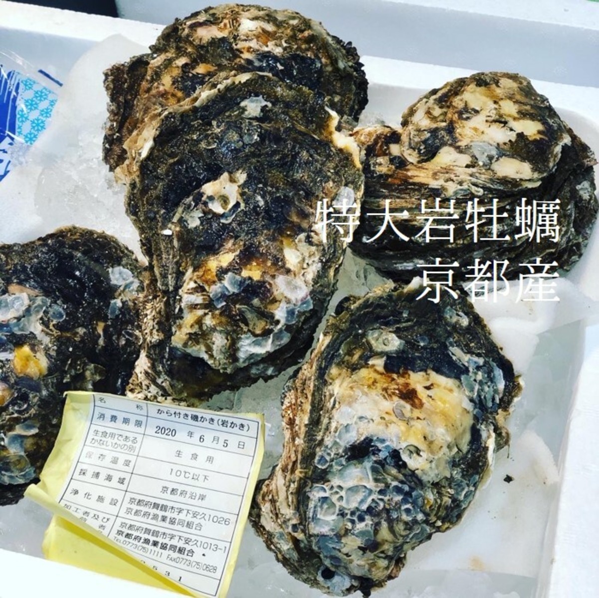 天然岩牡蠣 京都 舞鶴 栗田 伊根産 1個500g前後計4個 特大サイズ 高級岩ガキ 京都天然岩牡蠣500gx4個 冷蔵 Okawari 豊洲直送の高級海産物をお届け