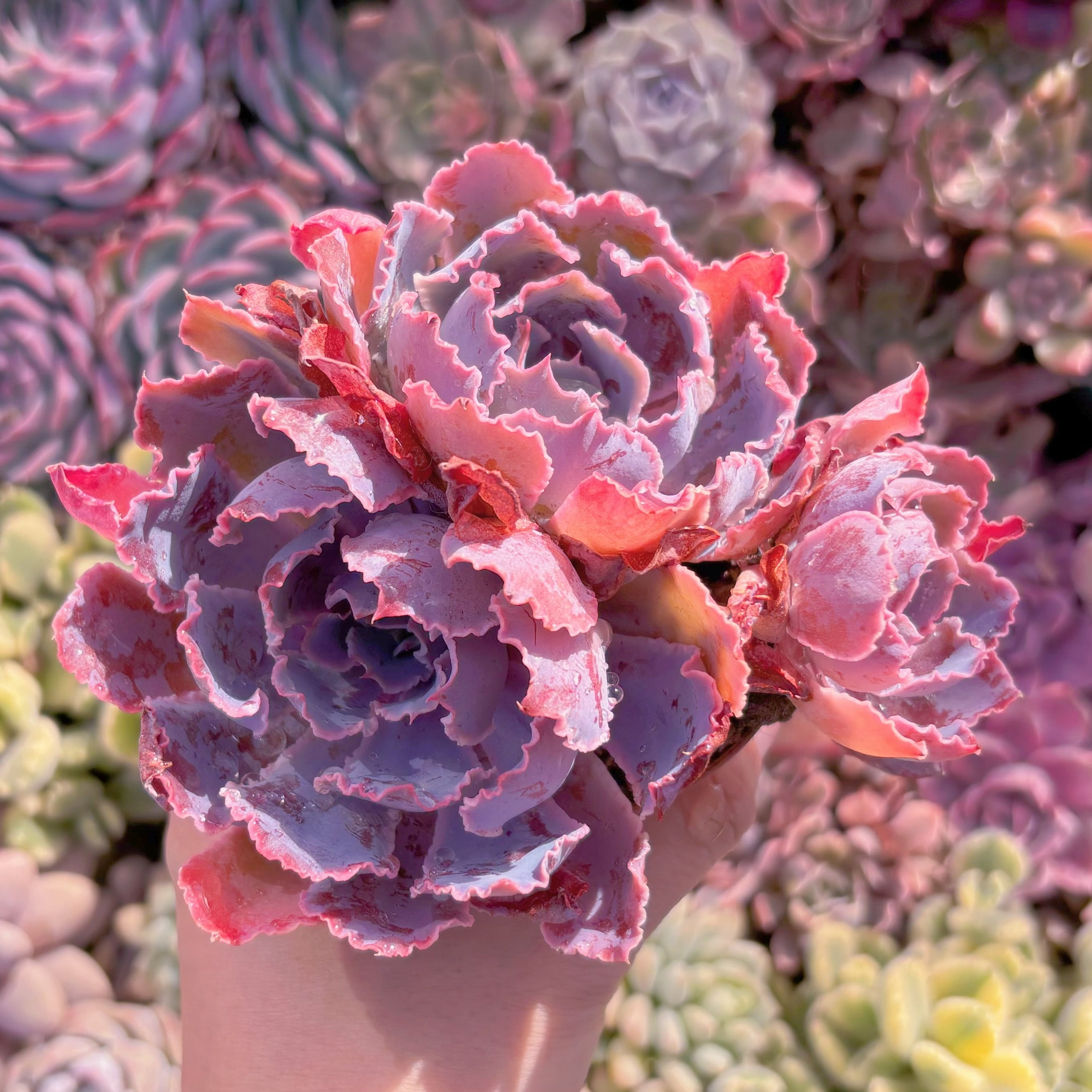 現品　シャビアナ#571　るる農園