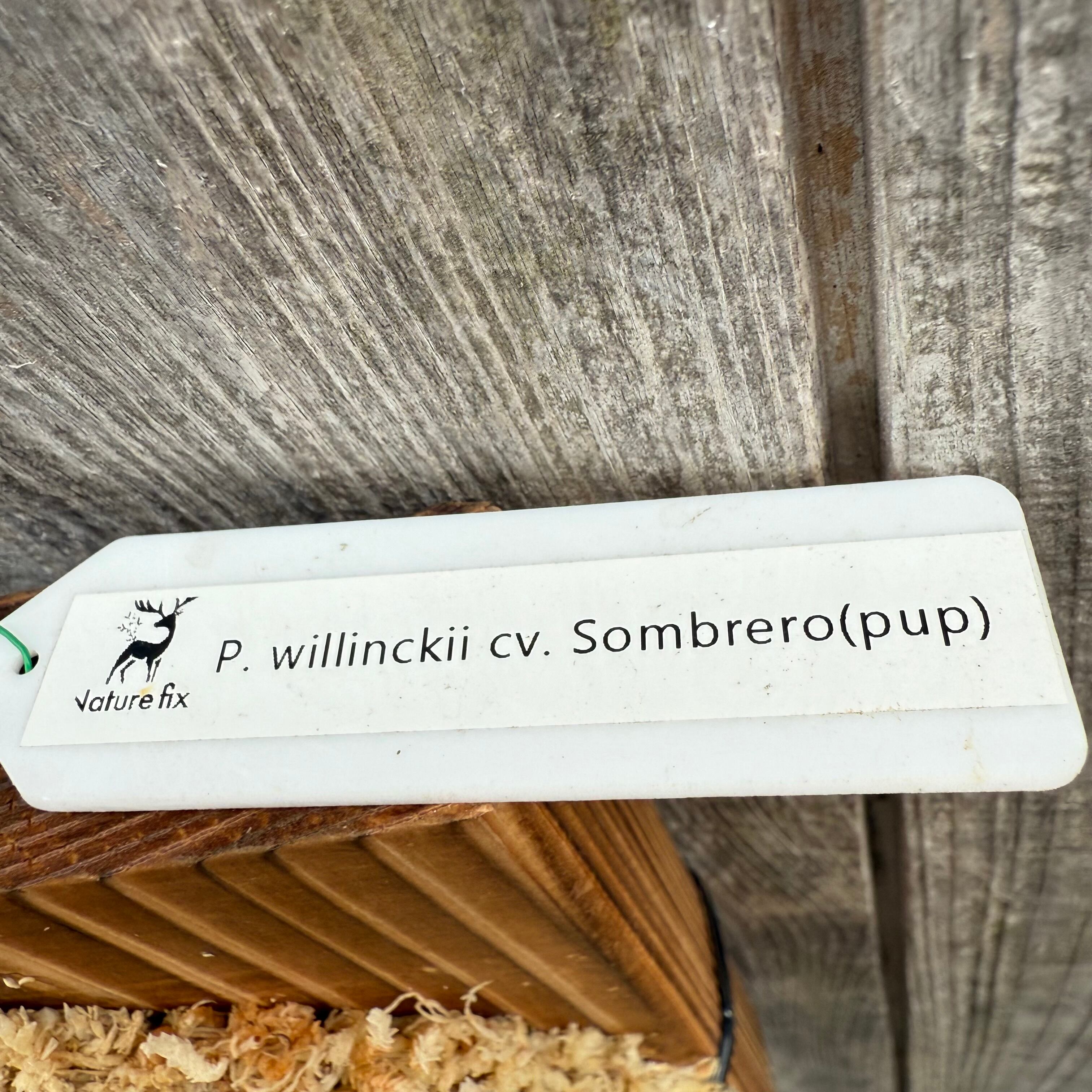 P. willinckii cv. Sombrero (pup) | naturefix