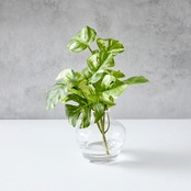 斑入りモンステラ フェイクグリーン ガラス花瓶 卓上 人工観葉植物 インテリアグリーン