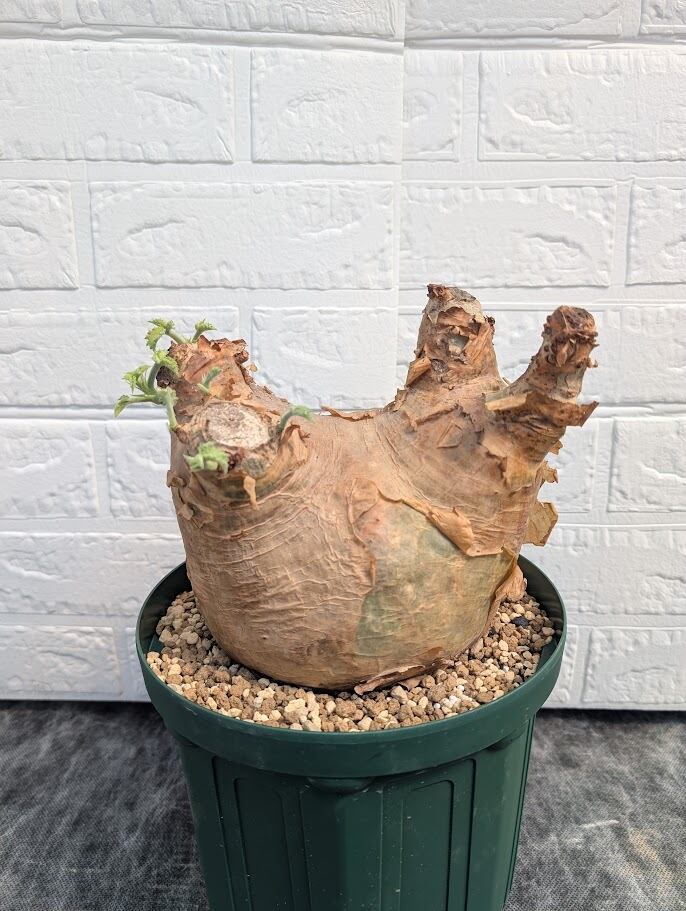 専用　　　アガベ　パルメリー　大株　シルバーブルー　良形 アガベ パルメリー 大株 シルバーブルー 良形