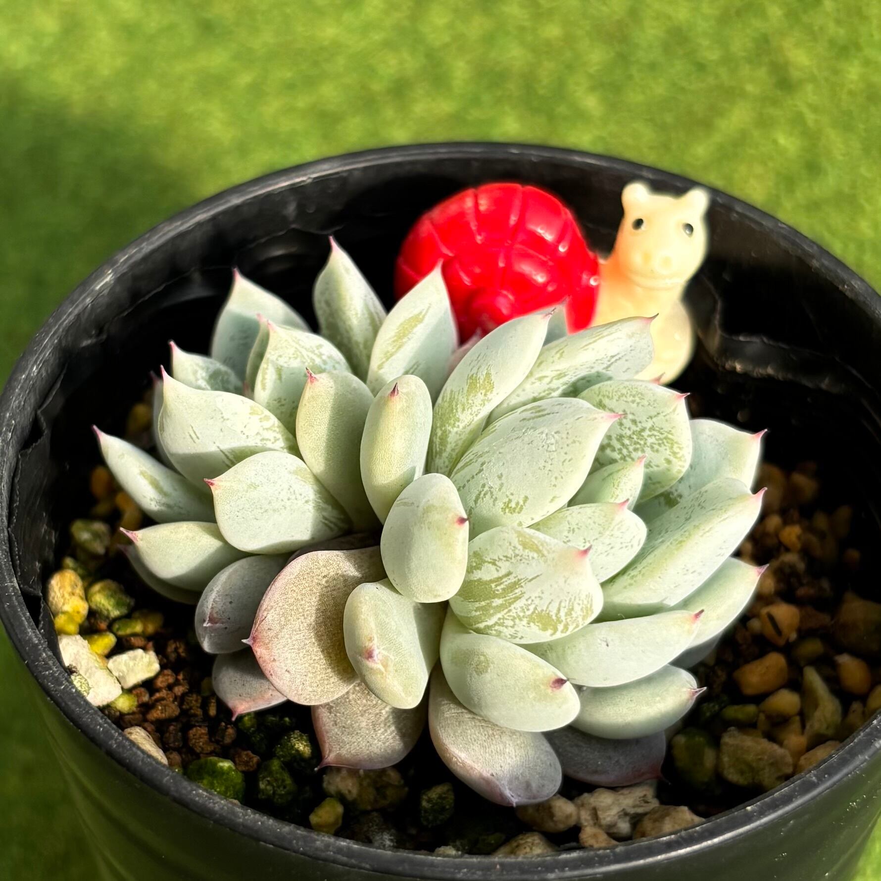 多肉植物 豆彦商店