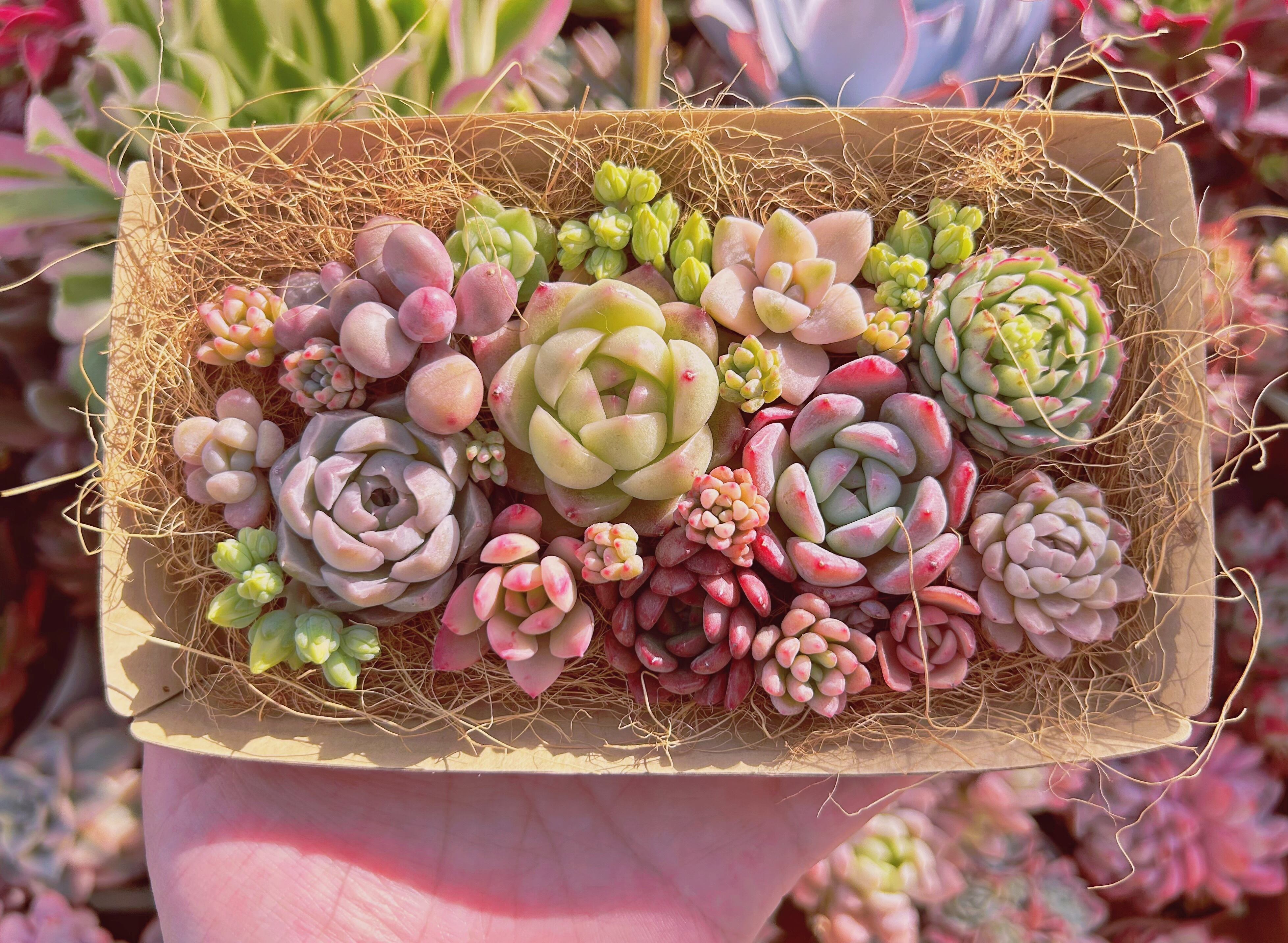 #303現物　多肉お弁当　トレーのまま発送