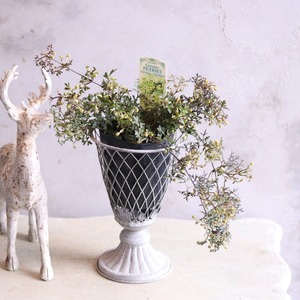 クレマチスペトリエ　ライムグリーンのお花　宿根草　常緑