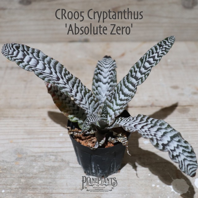 【送料無料】Cryptanthus `Frostbite' (Jim Irvin)〔クリプタンサス〕現品発送CR004