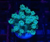 Goniopora Green FromAustralia 3