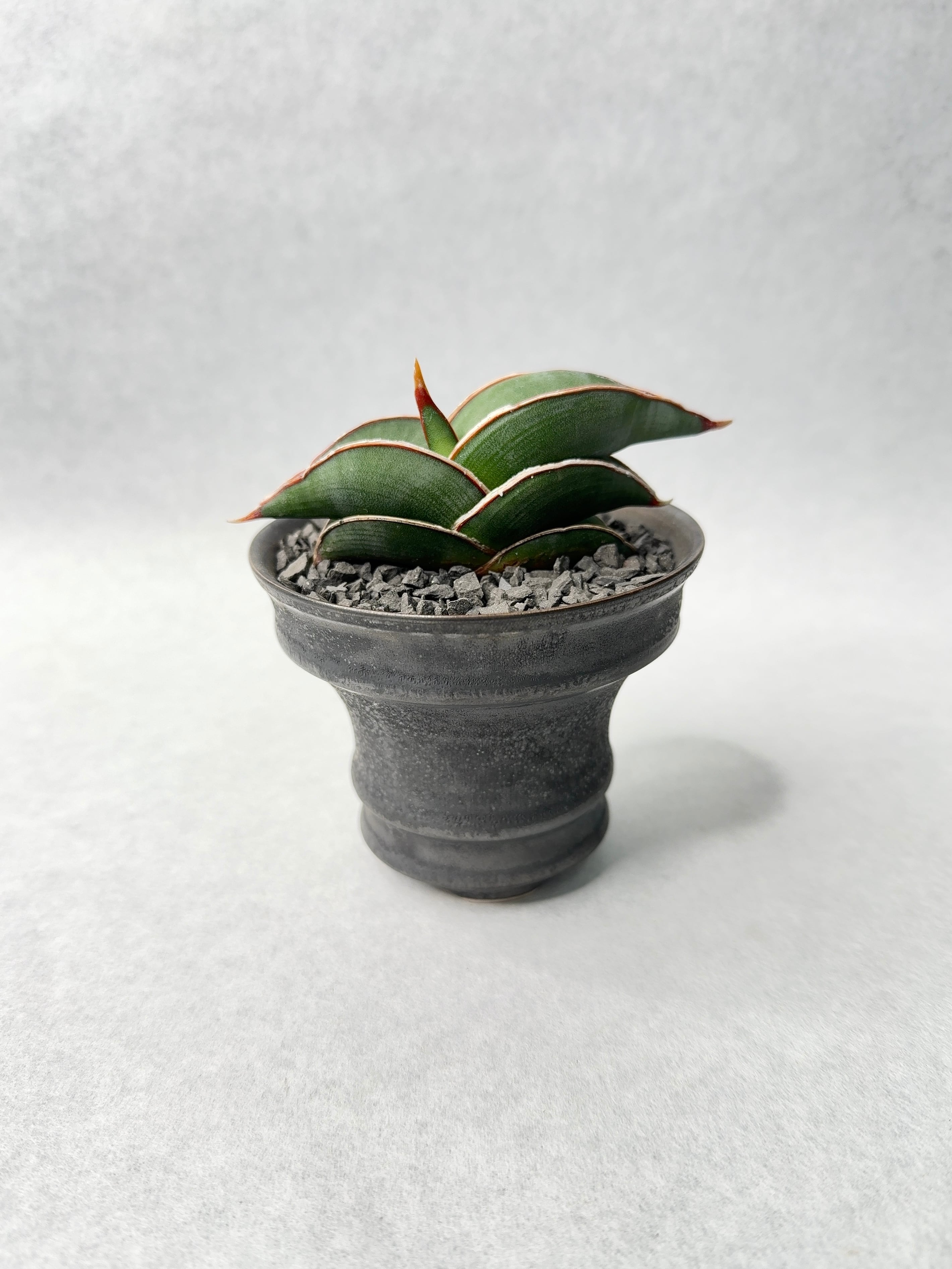 サンセベリア・ロリダ