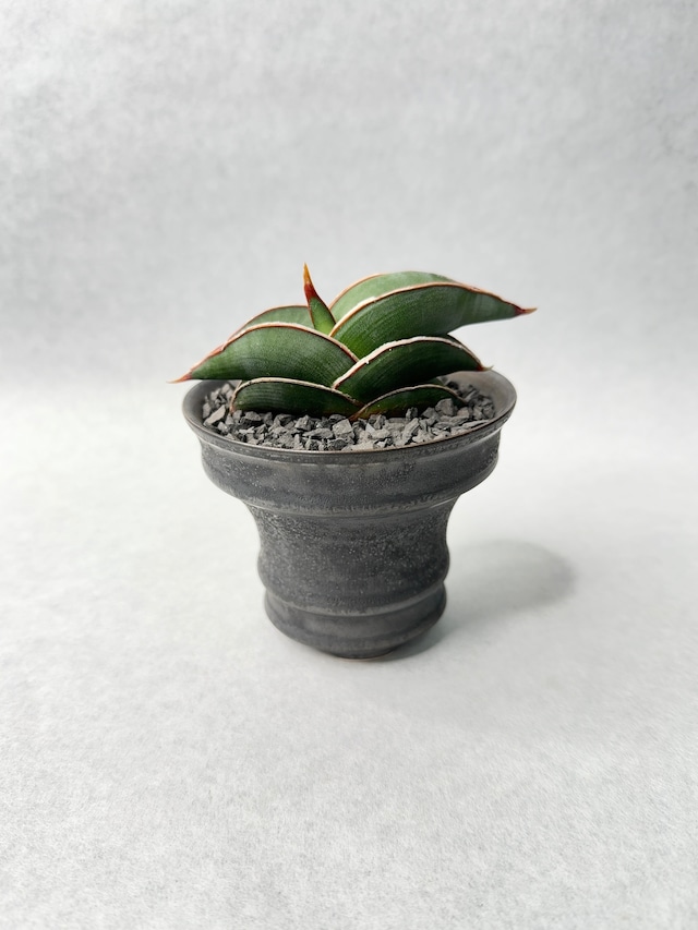 サンセベリア・ロリダ