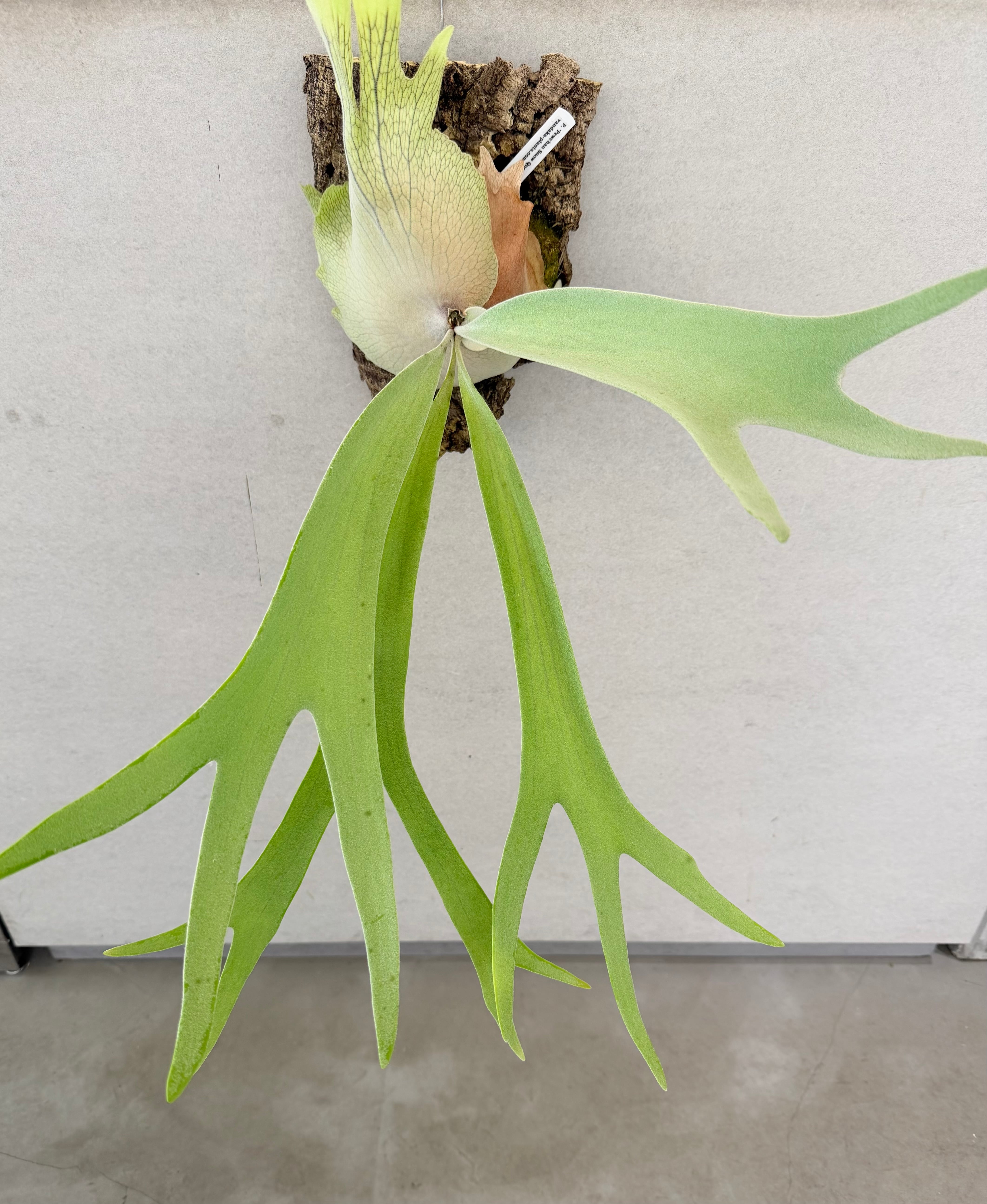 Platycerium_ビカクシダ | vandaka plants