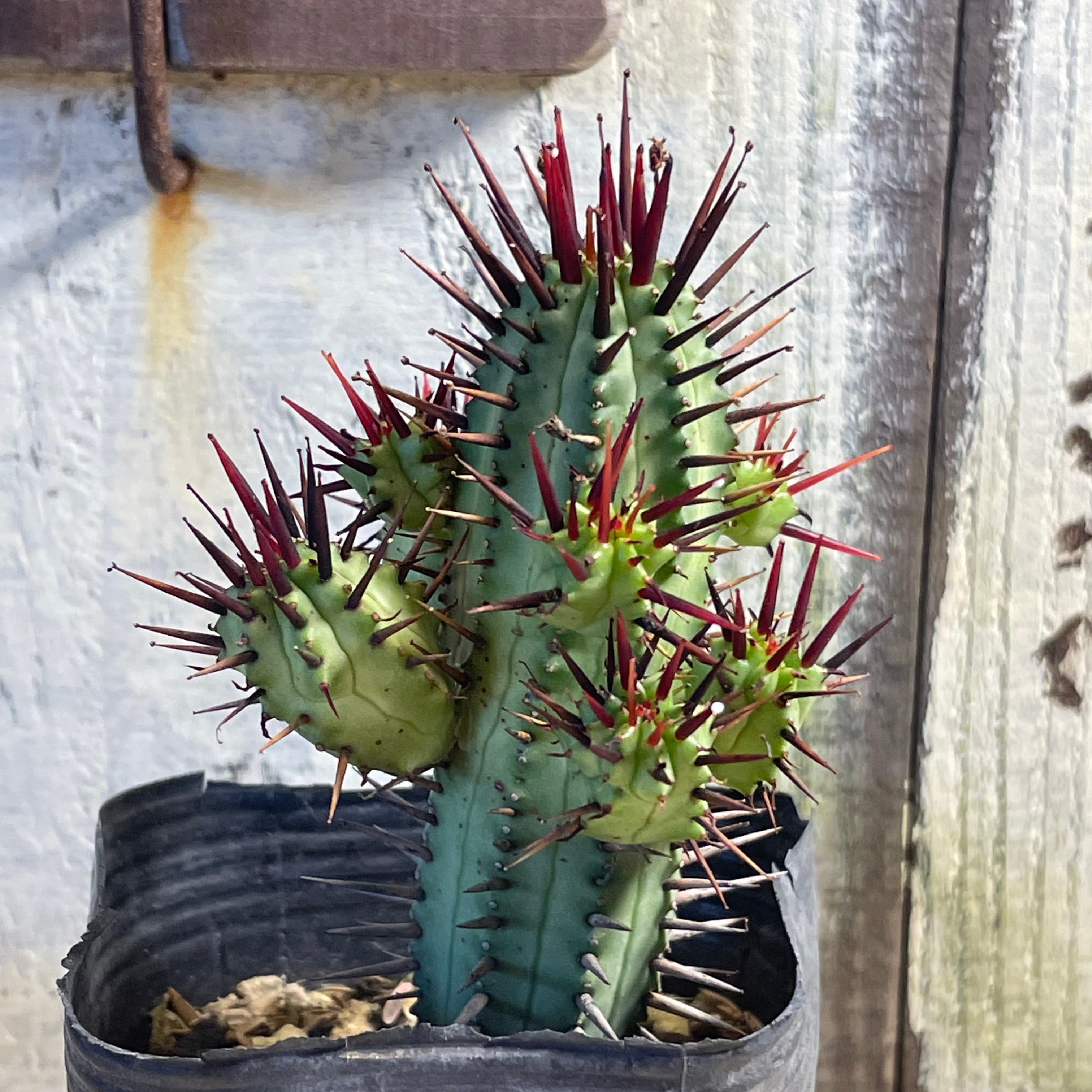 ユーフォルビア | RuPo 多肉植物専門店