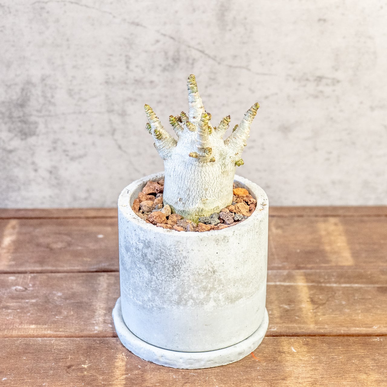 【どっしりとした、低重心の塊根美】アデニウム・アラビカム。一株ごとの厳選仕入れで見つけた、まさに唯一無二の「飾れる芸術品」｜虫発生抑制（全国一律送料850円）