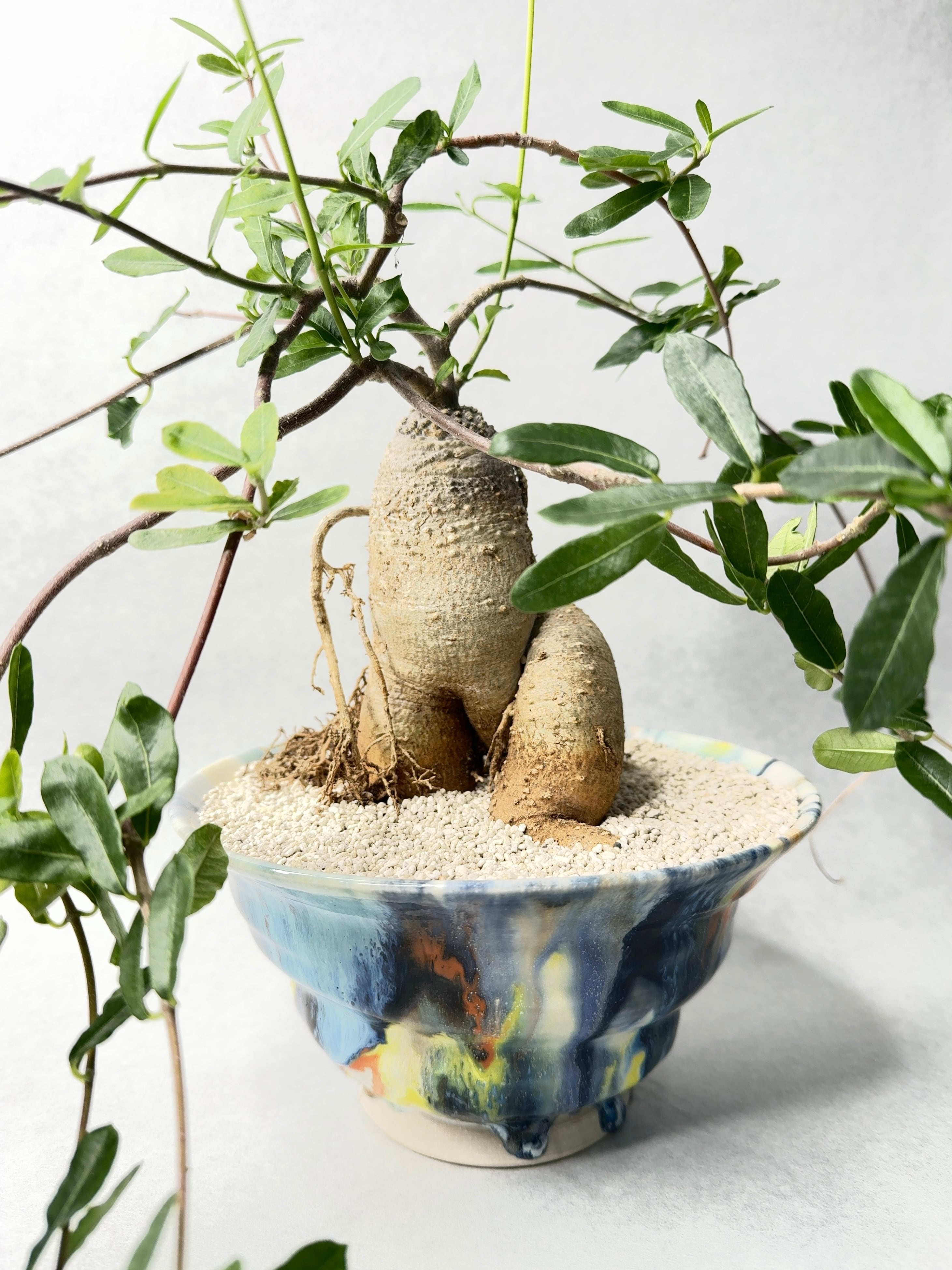 フォッケア・火星人 | trigger