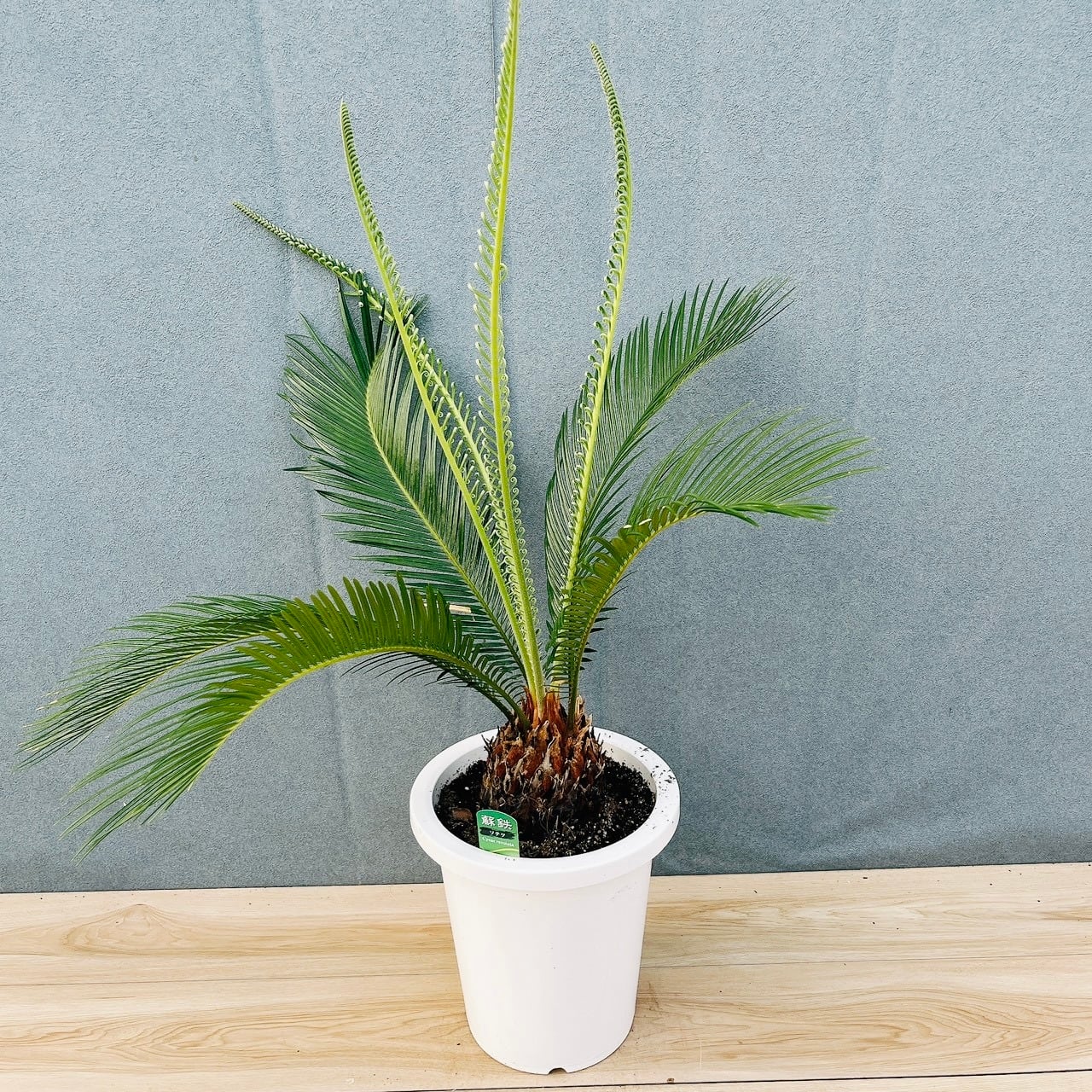 ［現品］33番　ソテツ　8号　観葉植物　大型　屋外　綺麗　幹太　蘇轍　おしゃれ 現品］33番 ソテツ 8号 観葉植物 大型 屋外 綺麗 幹太 蘇轍 | PF green