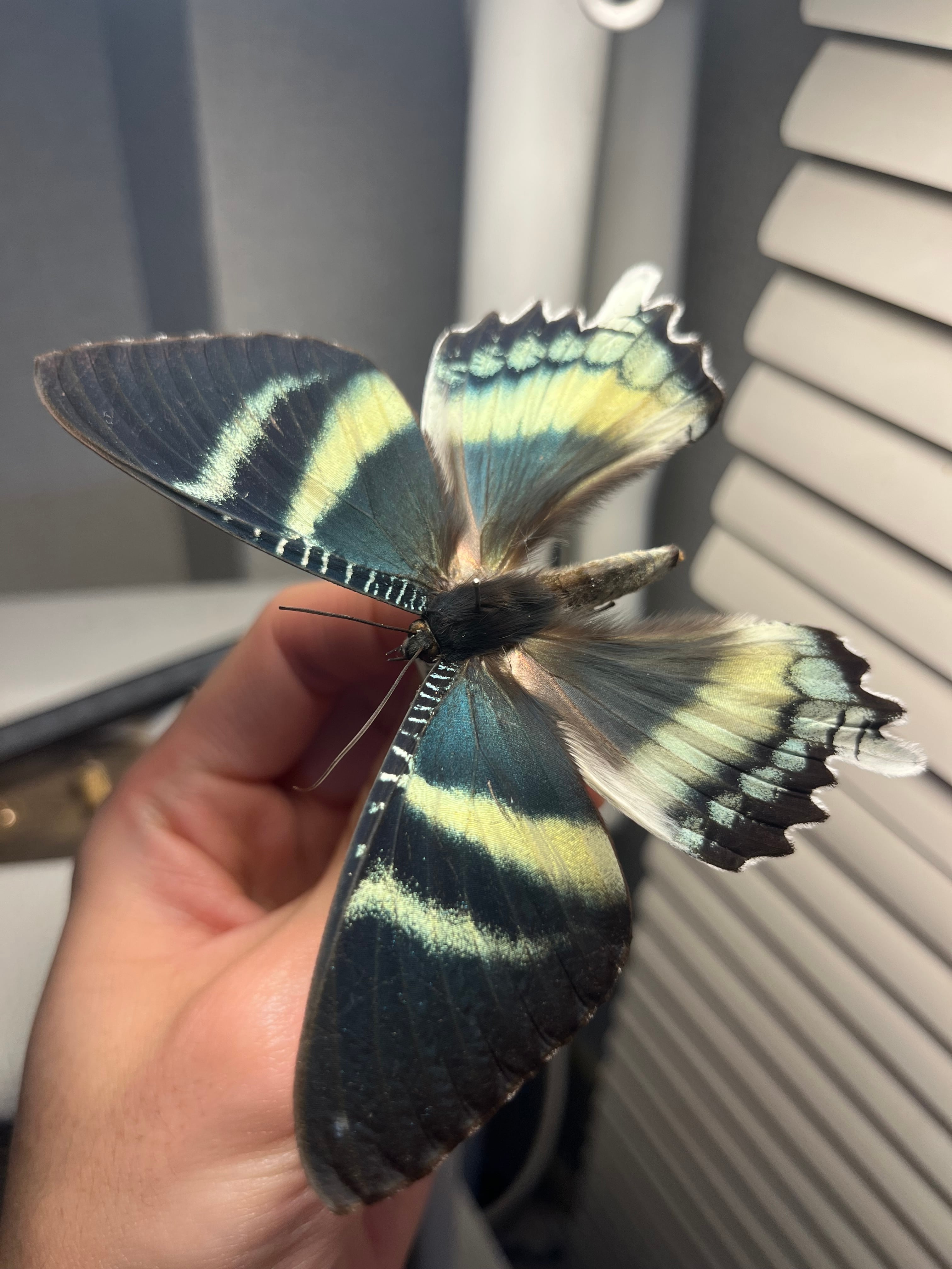 オロンテスルリツバメガ 外国産蝶標本 標本 蝶 ギフチョウ