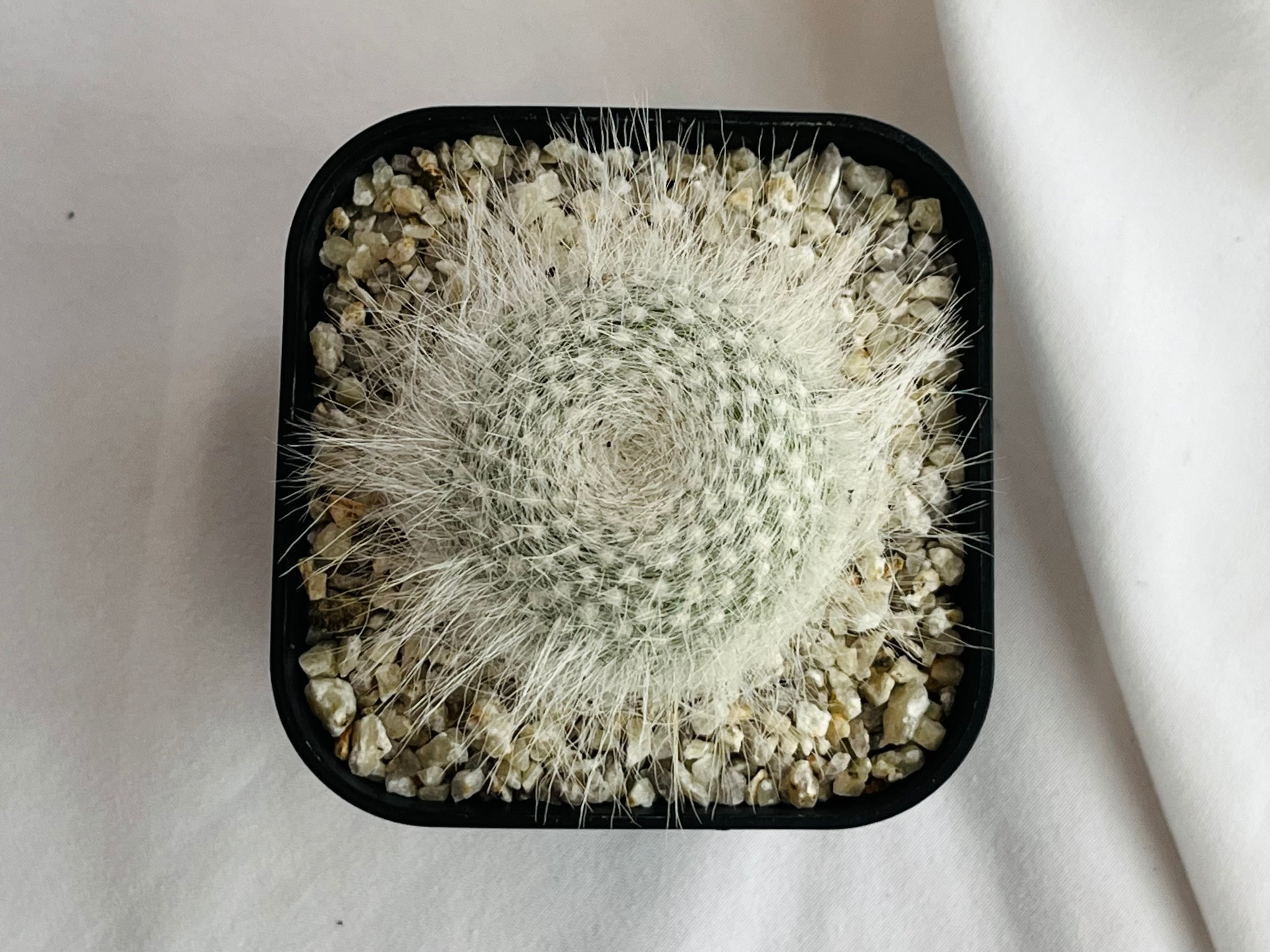 Mammillaria hahniana f. lanata マミラリア 玉翁殿 サボテン | plants