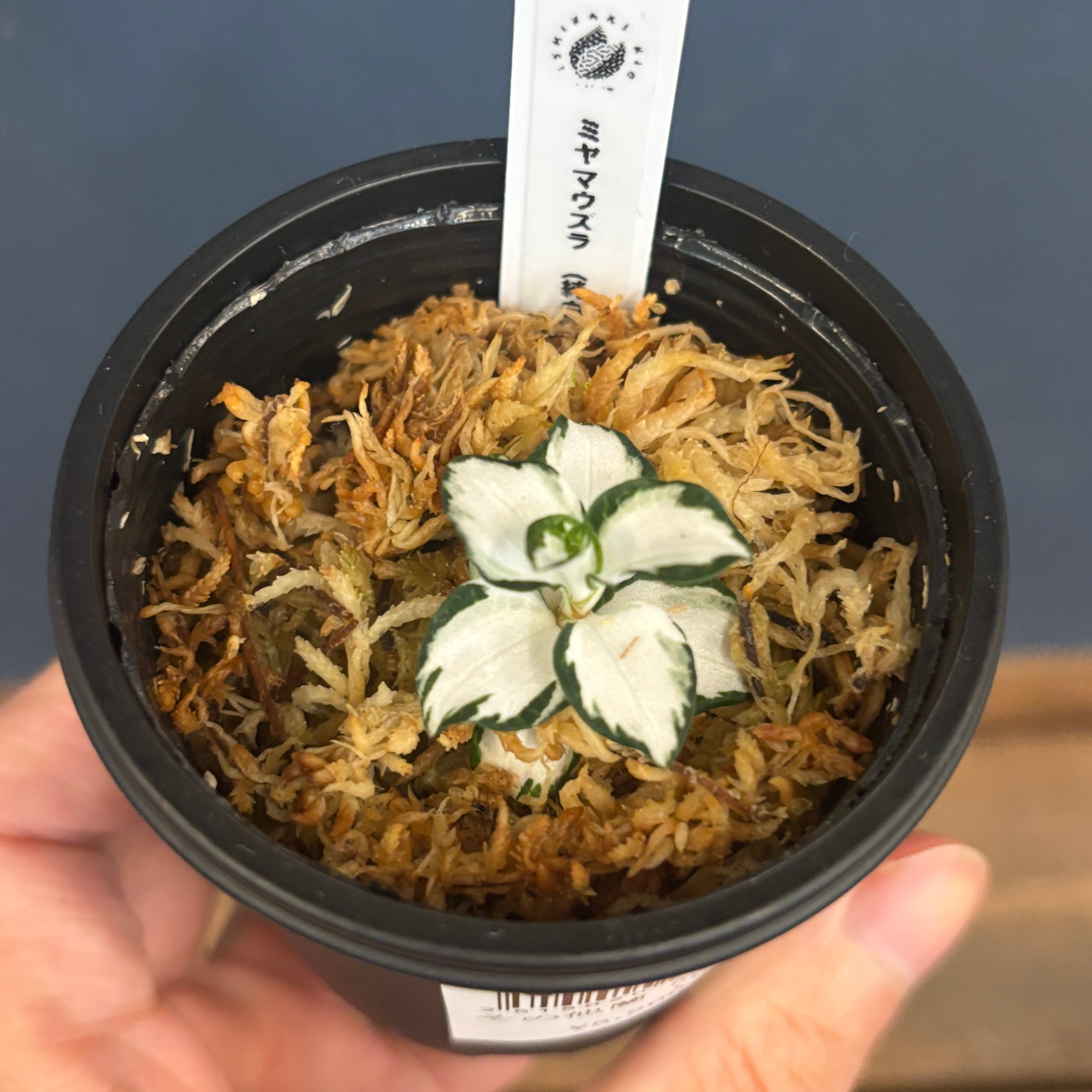 ジュエルオーキッド ミヤマウズラ 純白