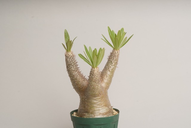 パキポディウム イノピナツム no.1 〈発根済み〉