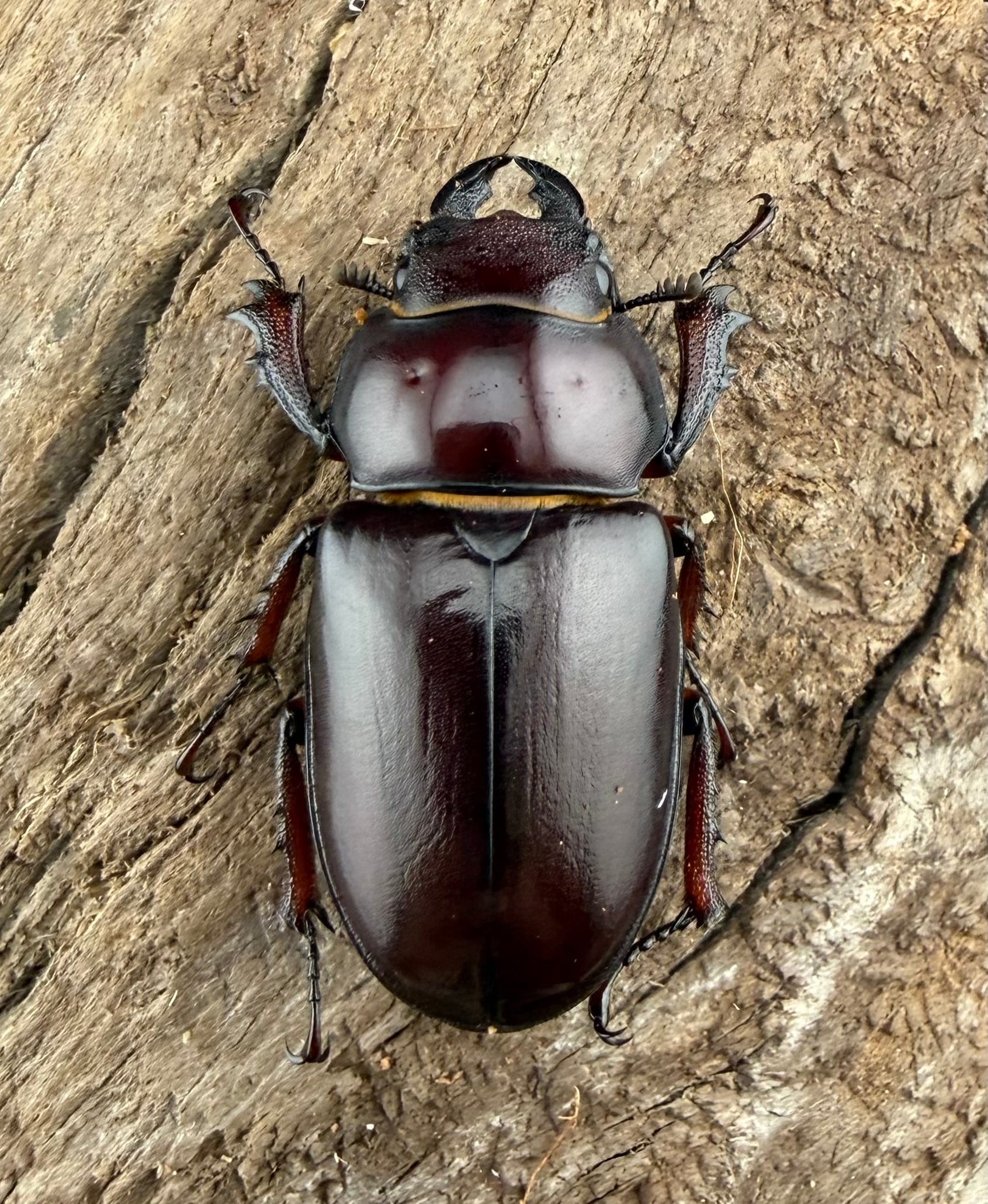 MON　【美品】pakicetus 6.3 M²インフレータブル 美品】pakicetus 6.3 M²インフレータブル