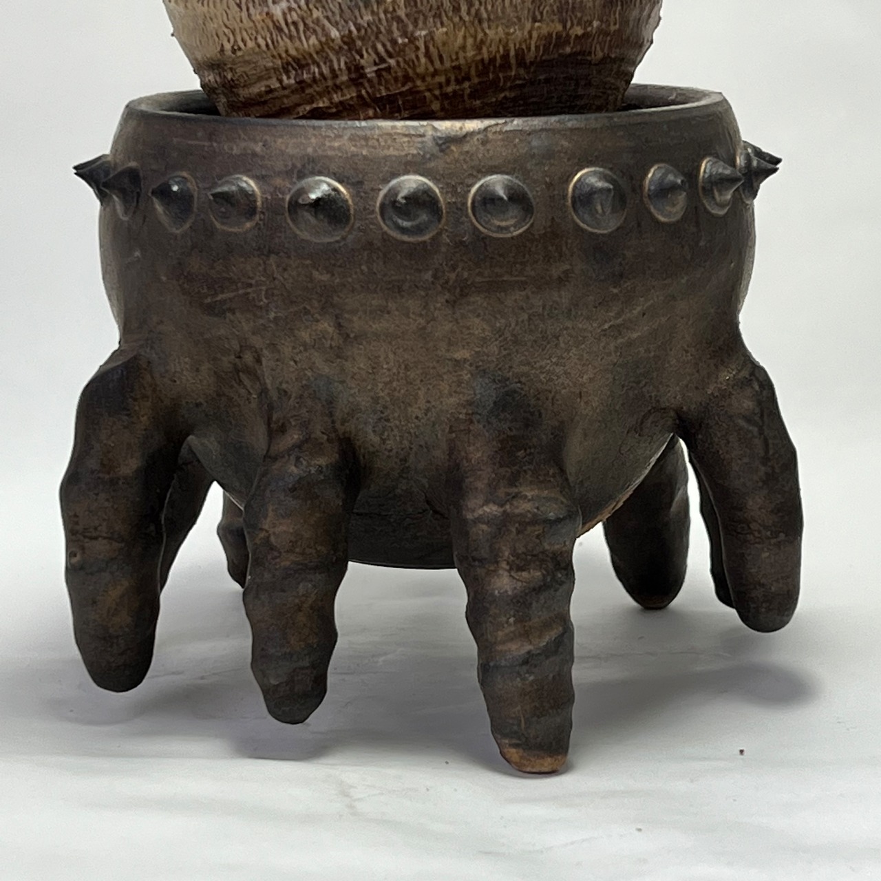 未来薩摩 圭介窯 トゲモノ＋グラキリス  発根済 3