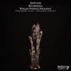 【reserved】Billbergia 'Kolan Purple Piranha'〔ビルベルギア〕現品発送B0148