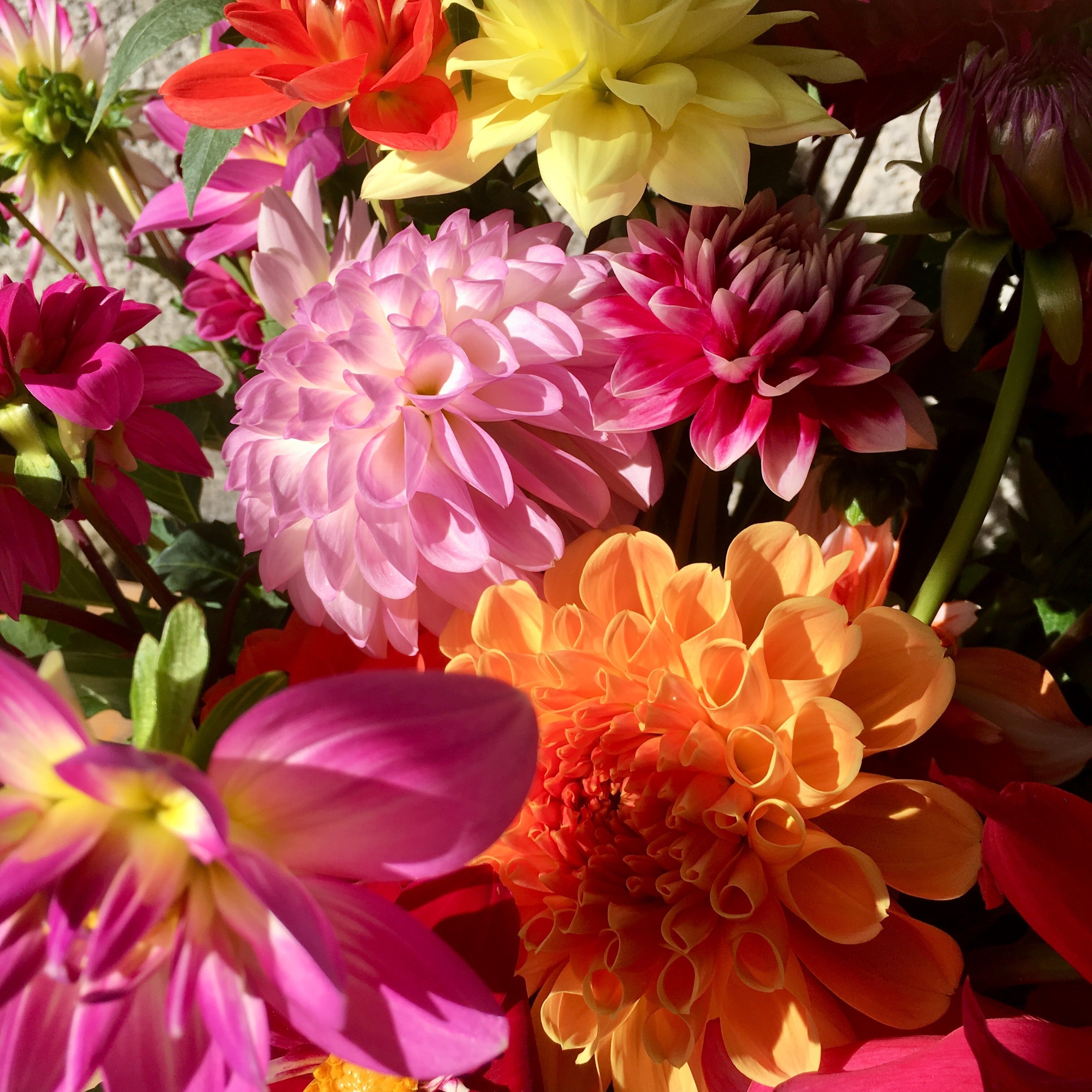 クロニクルローション/ エイジングケア※肌年齢に応じたケア / ローズ