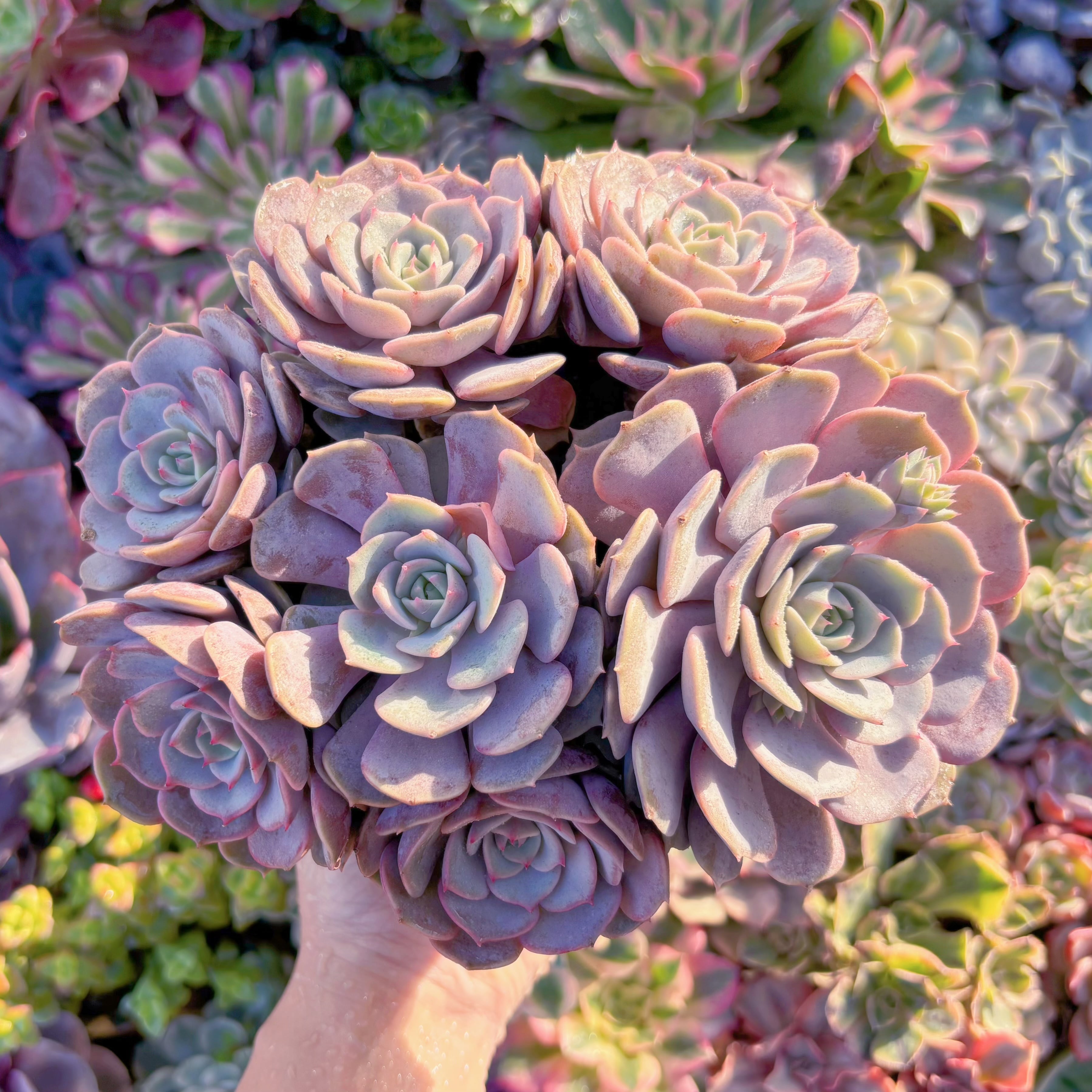 現品　ピンクローラ#602　新入荷　るる農園