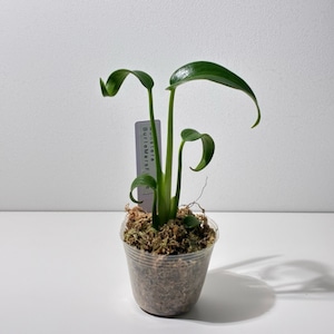 モンステラ バールマルクスフレーム 2号　Monstera Burle Marx Flame