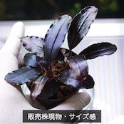 【2本立親株】Bucephalandra sp.”Theia blue”【一点物】