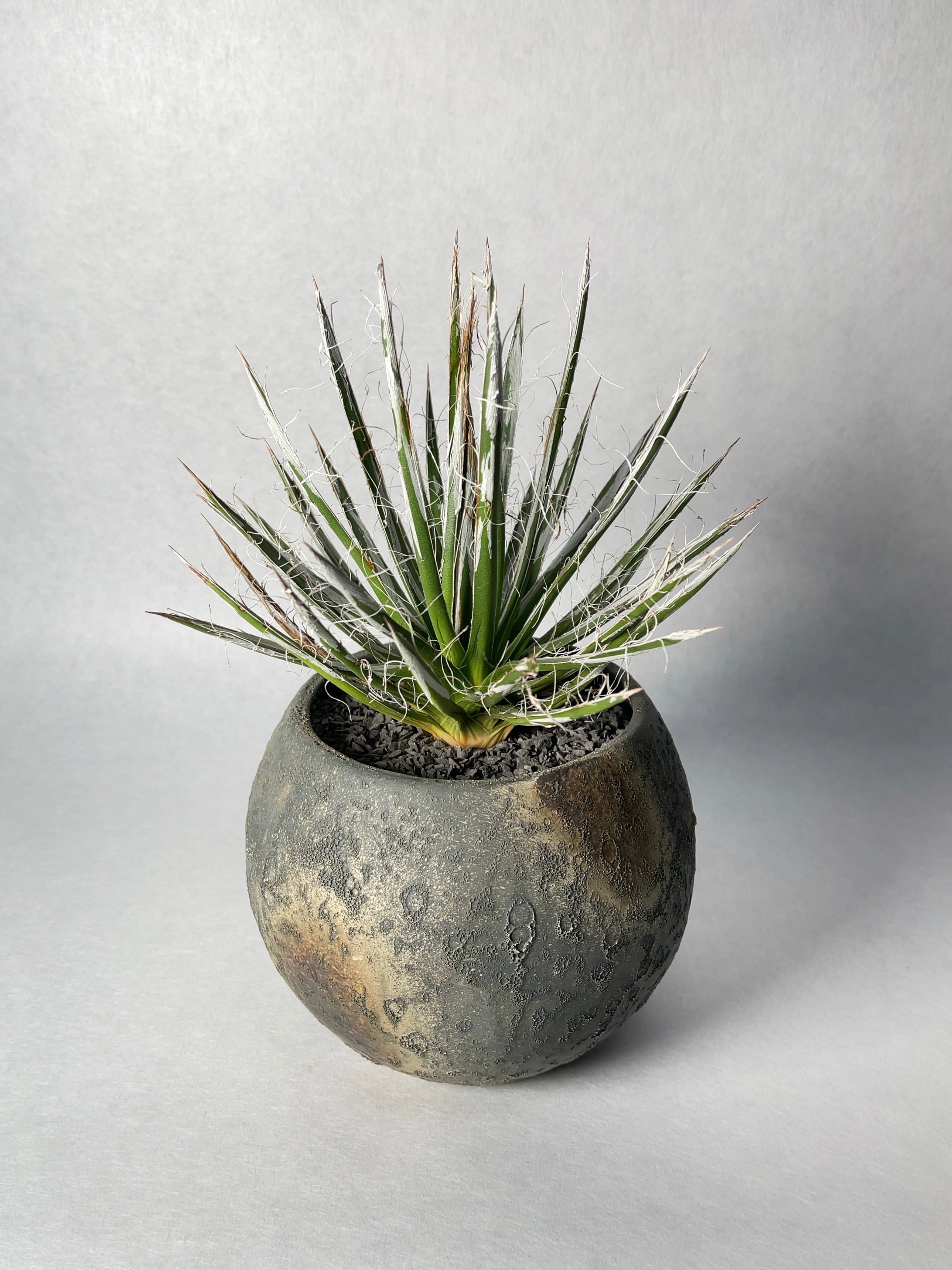 アガベ・樹氷 | trigger