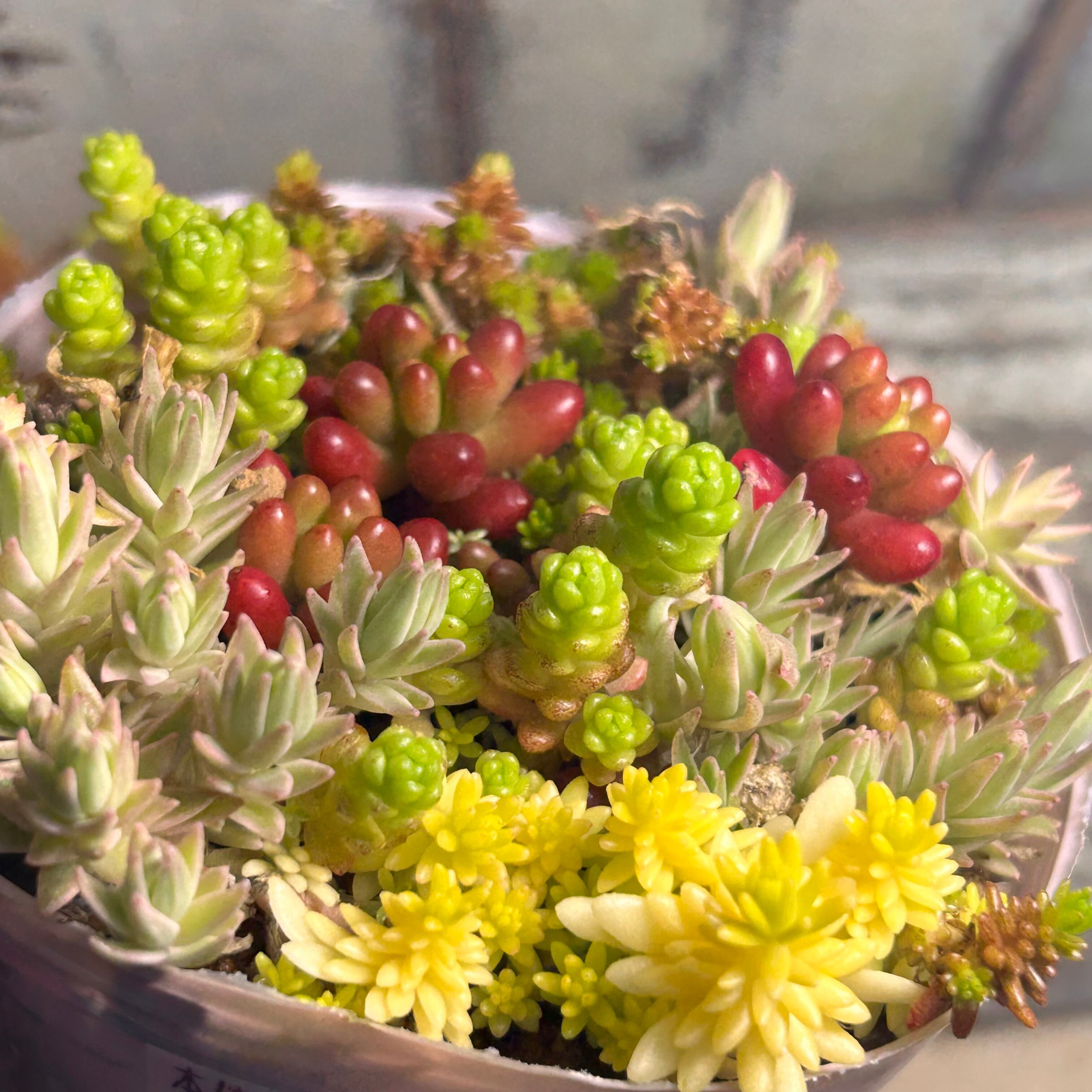 セダム寄せ植え | RuPo 多肉植物専門店