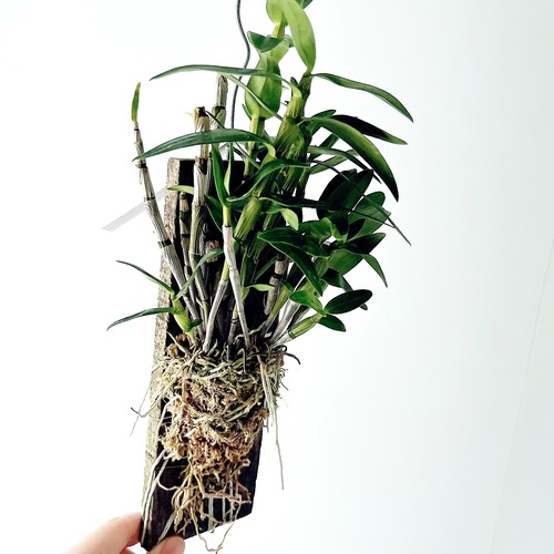 デンドロビウム エンジェルベイビー ‘グリーン愛’ 板付洋ラン 観葉植物 calm cafe