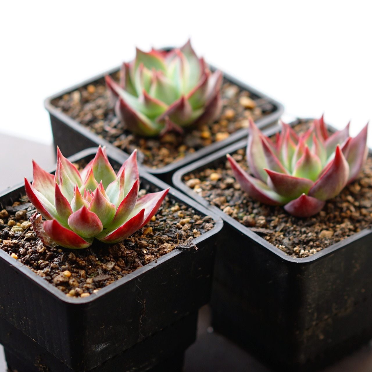 抜き苗 カシオ チビ苗 Echeveria 'Cacio'