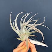 チランジア レクルビフォリア サブセクンディフォリア【271】