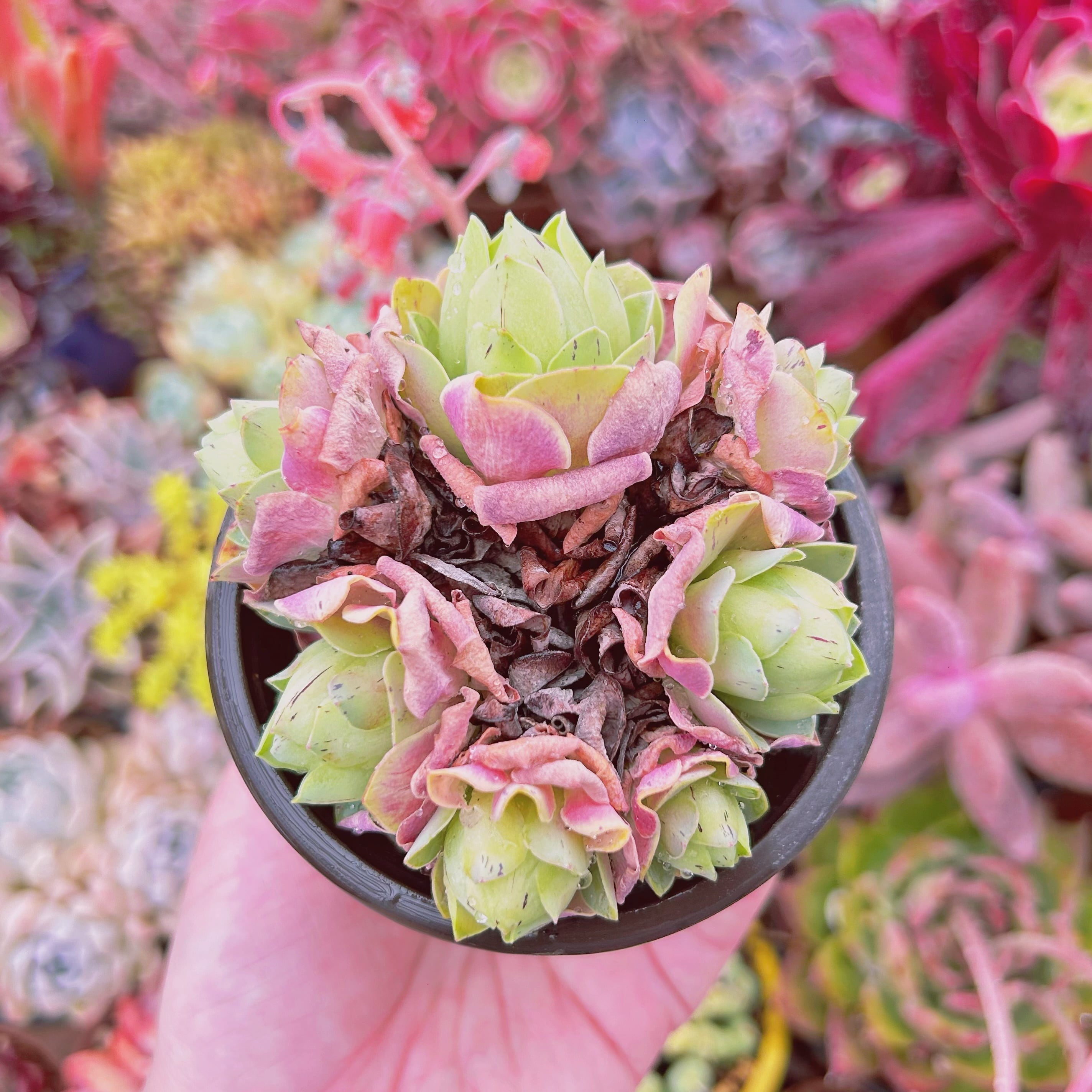 現物　多肉植物　グリーノビア　血桜 抜き苗