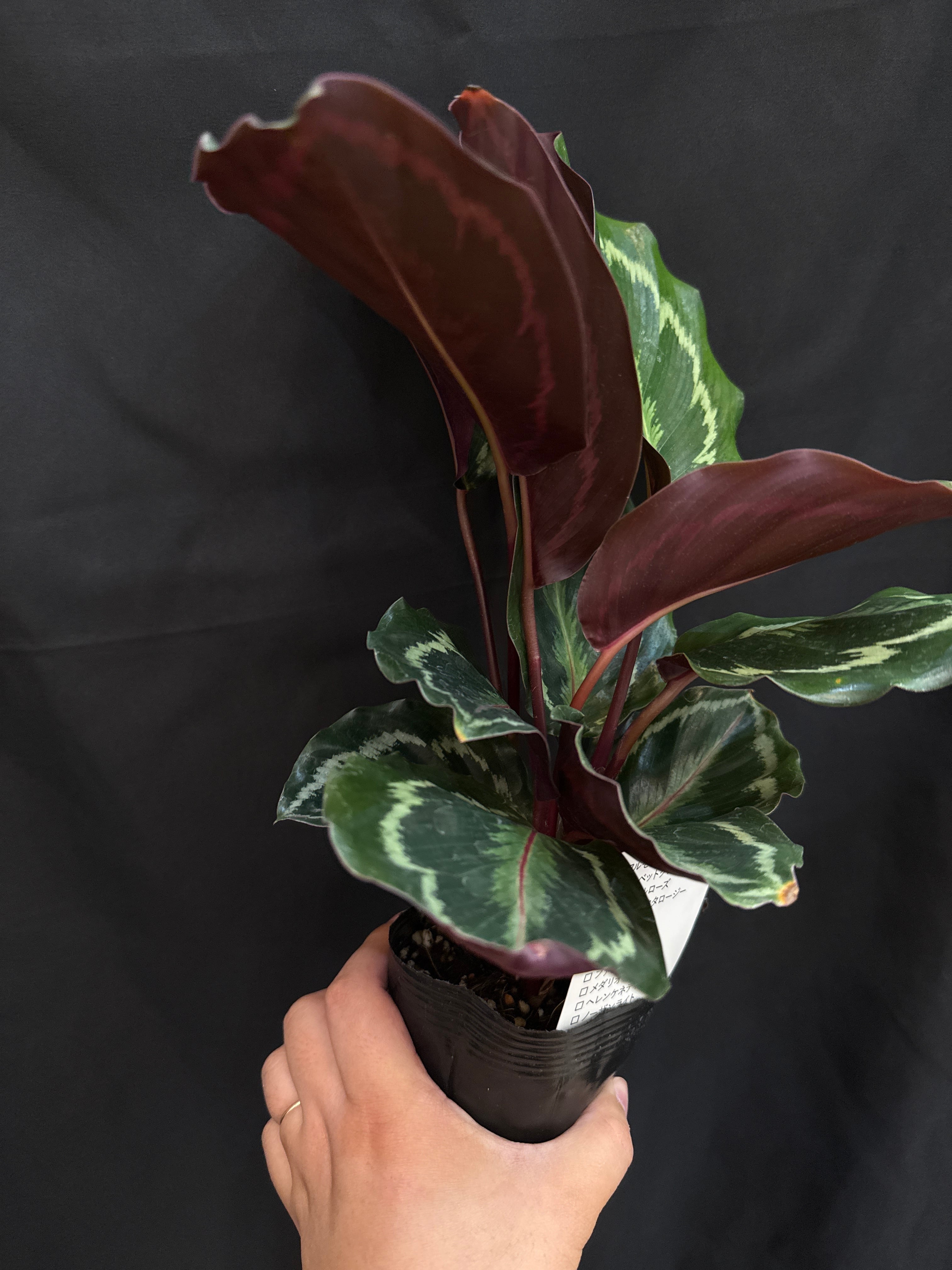 カラテア メダリオン | Gardenえん 【観葉熱帯植物】