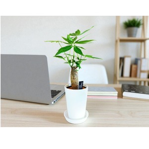観葉植物 ハピネスグリーン　Pachira　 パキラ